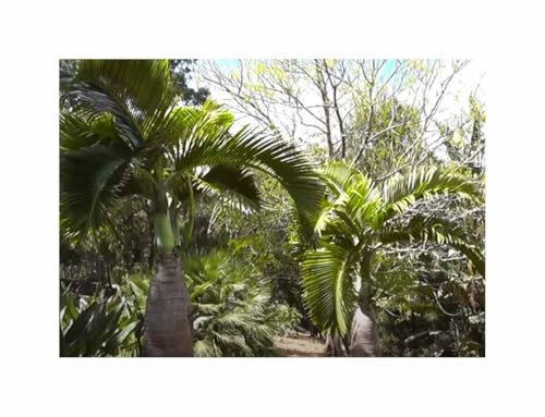 Stk - 3x Hyophorbe lagenicaulis - Flaschenpalme Palmen Pflanzen - Samen ID1698 - Seeds & Plants Shop by Ipsa