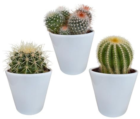 Kakteen | Kugelkaktus Mix in weißem Keramiktopf | 3 Stück |diverse Sorten | Ø 11 cm | ↕ 13-16 cm | Pflegeleichte Zimmerpflanzen | inklusive farblich abgestimmtem Übertopf