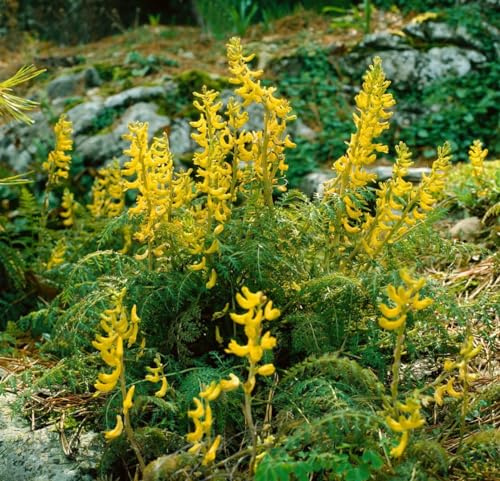 Corydalis cheilanthifolia ca. 9x9 cm Topf - Farn-Sockelblume, gelbe Blüten, Blütezeit Frühling, ideal für schattige Beete, winterhart, pflegeleicht
