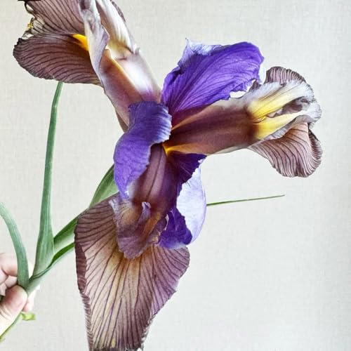 6bulbi di iris perenni resistenti - iris - decorazione soggiorno, giardino, forniture da resistenti per il giardino