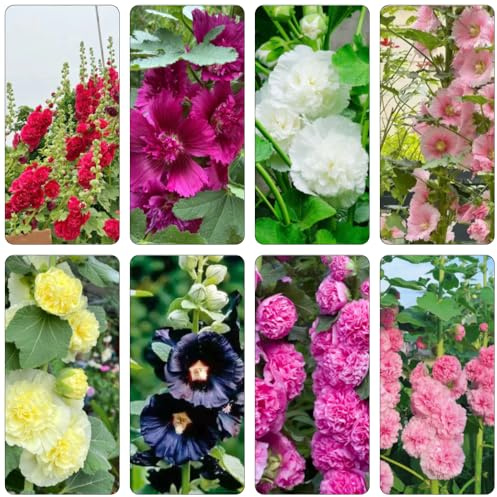 stockrosensamen stockrosen stockrose - blumenbeet balkon exotische zimmerpflanzen zimmerbonsai bonsai gartendeko für draußen blumendeko blumenstauden winterhart gartenkräuter 100samen