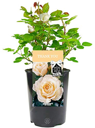 Thank You Rose - Say Thank You to Someone Special with a Unique Living Plant Gift