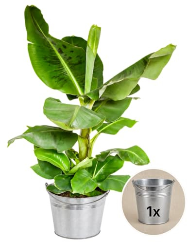 Bananenpflanze + 1x Zinktopf | Musa | ca. 40-50 cm | ø 12-15 cm Topf | Pflegeleichte Zimmerpflanzen für Wohnung und Büro | Qualität vom Pflanzen Profi | Ideale Raumbegrünung