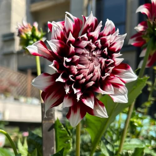 dalias bulbos dalia decoración jardín interior jardín del balcón silvestres interior exóticas perennes Cobertura perenne resistente 12pcs