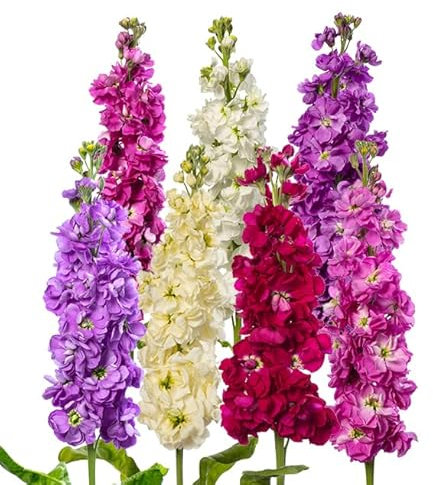 Column Stock Mix Mammouth Excelsior 100 Seeds + Freebie + Plant tag Matthiola Incana