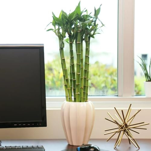 Carbeth Plants - Lucky Bamboo 40cm Stems - 3 Straight Stems - Dracaena Sanderiana - Indoor Plant Gift