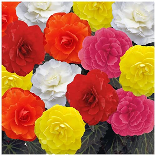 PREMIER SEEDS DIRECT - Begonia Tuberous - Non Stop Mocca F1- Mixed - 15 PELLETS