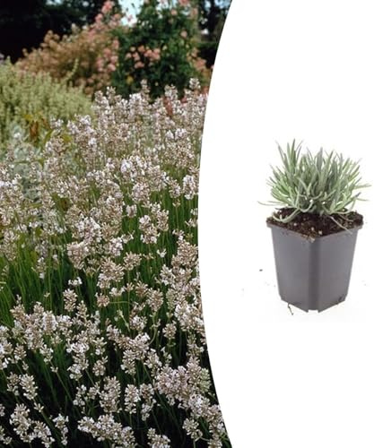 Lavandula intermedia 'Edelweiss' | 6 pièces - 10-25cm - Ø9cm - Plante de jardin