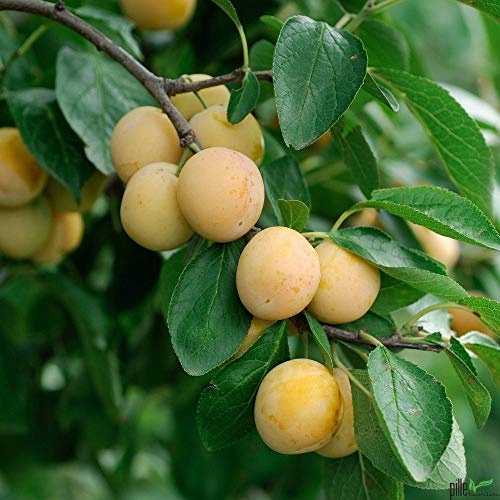 Pflaume Pflaumenbaum Prunus domestica Buschform Mirabelle Nancy | 120-160 cm Lieferhöhe |