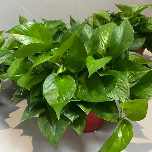 semi Epipremnum aureum - Pothos selvatiche giardino balcone rialzato letto d'appartamento esotiche decorazione giardino di al coperto 30pcs