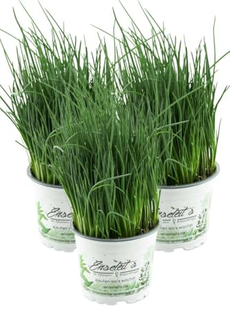 3x Schnittlauch Pflanze, Marktfrische Pflanze, Allium schoenoprasum im Dreierpack 3 Pflanzen