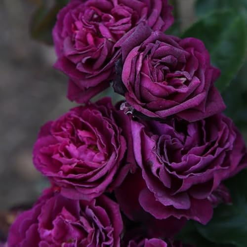 Heirloom Floribunda Roses, Live Own Root Plant for Outdoor Garden, Ebb Tide™, Exceptionally Fragrant, Hardiness Zones: 5-10, Repeat Blooming