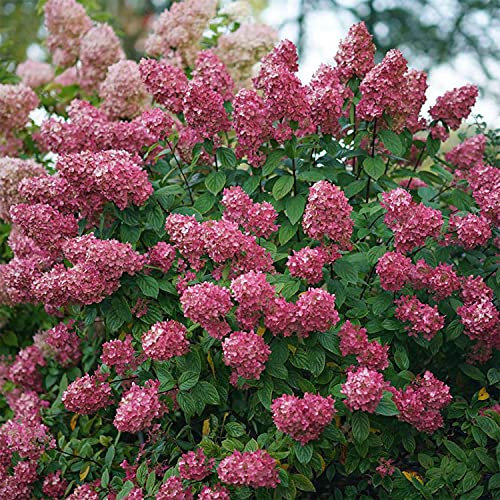 Rispenhortensie Fire Light weiß über rosa zu rot - Hortensie winterhart & mehrjährig - Hydrangea paniculata - 1 Pflanze von Garten Schlüter - Pflanzen in Top Qualität