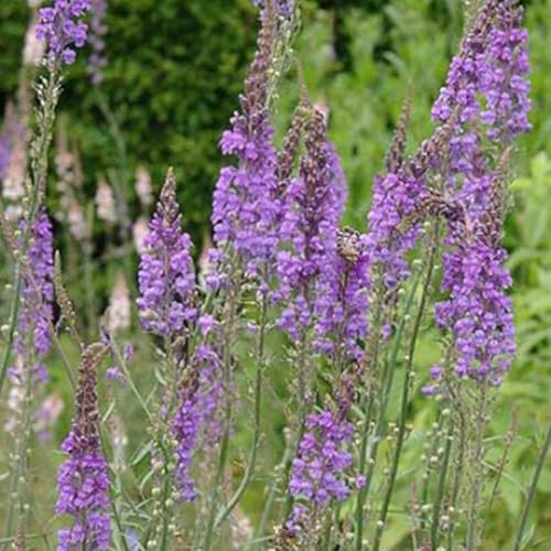 6 x Purpurblütiges Leinkraut - Linaria Purpurea Topf 9x9cm: Dunkelviolette Blüten, pflegeleicht, bienenfreundlich.