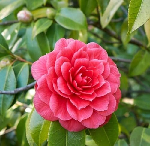 CAMELIA DEL GIAPPONE NR.3 SEMI