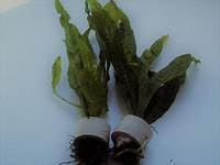 10 Live Java Fern Plant for Aquarium Freshwater Aquatic Plants with Sponge and Ceramic Ring Base Bunched Bunch Weighted Tropical Coldwater Fish Tank Plant Pack Mixed Bundle Multi Real Goldfish