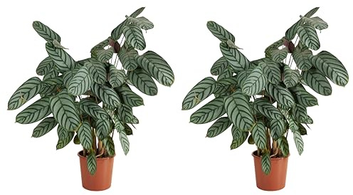 Bloomique - 2er Set - Calathea Compactstar - Korbmarante - Zimmerpflanzen - Pflegeleicht - Luftreinigend - Höhe 60-70 cm - Topf 17 cm