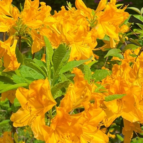 semi di rododendro, azalea, di biologiche da esterno da giardino roccioso giardino balcone serra interna in vaso tappezzanti rialzata Vecchie 25pcs