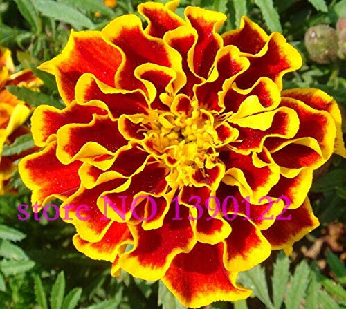 1: 100 pezzi semi di Fiori di Calendula Fiori importati semi per la famiglia miglior Regalo no-OGM