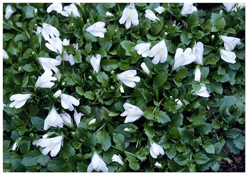 Stauden Gänge 3 x Mazus reptans 'Albus' Weißes Lippenmäulchen winterhart | Weißer Bodendecker für Sonne bis Halbschatten, Blüte Mai bis Juli, mehrjährig, 9x9 cm Topf