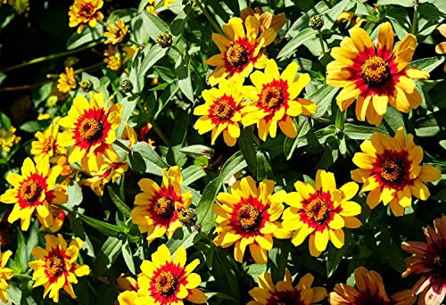 Großblumiges Mädchenauge Mix - Coreopsis x hybrida - 200 Samen