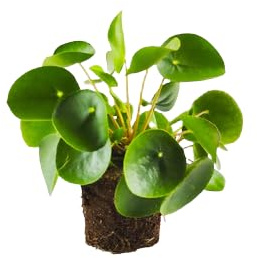 Pilea Peperomioides la Planta China del Dinero para Atraer la Prosperidad - Ideal para Interior