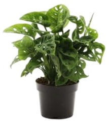 DECOALIVE Monstera Adansonii Planta de Interior con Follaje Perforado Muy Decorativo
