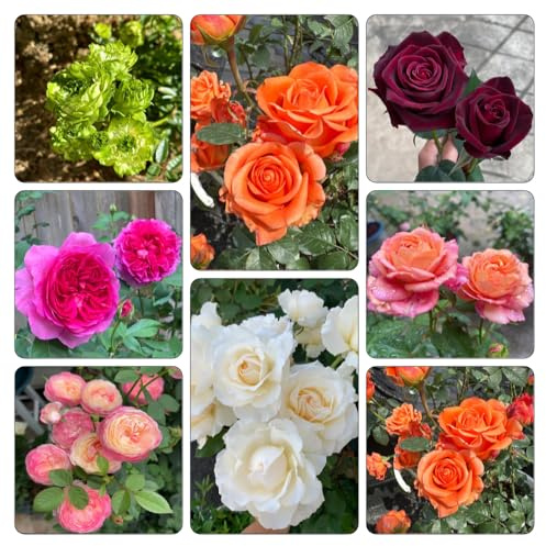 rosenbaum - gartenpflanzen bio outdoor pflanzensamen gartendeko für draußen schnittblumen balkonblumen indoor gewächshaus balkon deko wohnzimmer dekoration blumenstauden 200samen