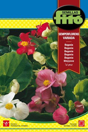 Semilla Begonia semperflorens variada - Semillas Fitó
