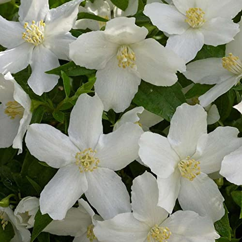 GARTEN SCHLÜTER® Pfeifenstrauch 'Silberregen' / Erdbeerjasmin | Philadelphus auch als Silver Showers bekannt
