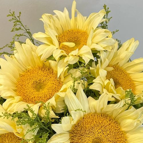 50 pcs Sonnenblumensamen zum pflanzen blüten, kräuterbeet Sonnenblumensamen winterharte balkonpflanzen, pflanzensamen exotisch blumen für balkon, bio saatgut blumenwiese mehrjährig,