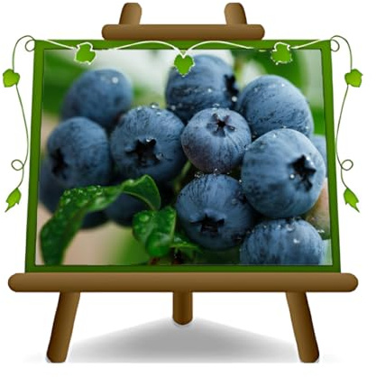 Arándano negro gigante norteamericano variedad Blue J, planta de frutos menores o silvestres en maceta de 20 cm, altura 50-100 cm.