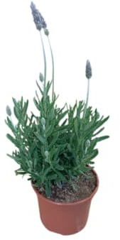 Arbusto de Lavanda Natural con Aroma Persistente Perfecta para Cocinar