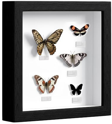 3D Bilderrahmen Zum Befüllen, 25 x 25 cm Bilderrahmen Tief Hölzern Bis 3cm zum Befüllen für Objekte Blumen Hochzeitsgeschenk oder Erinnerungsstücke Schwarz