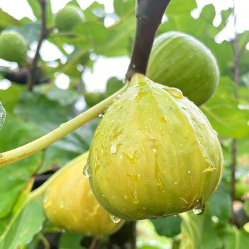 feigenbaum winterharte stauden mehrjährig topfpflanzen draußen winterhart bonsai pflanzensamen kräutergarten garten obstbaum balkonpflanzen obstsamen 20samen