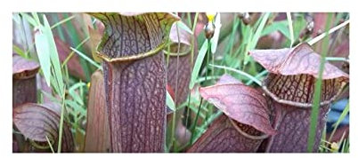 Stk - 5x Sarracenia rubra ssp gulfensis giant form Riesen Kannenpflanzen – Samen B229 - Seeds & Plants Shop by Ipsa