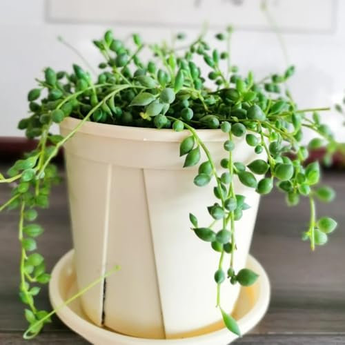 Semillas colgantes de planta de guisante - senecio rowleyanus - Bonsái de interior, bonsái, cultivo de plantas semillas suculentas Plantas exóticas resistentes Semillas de bonsái, 300pcs