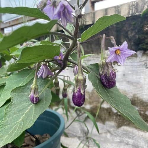 semillas de berenjena variedades antiguas, organicas, raras, 350pcs