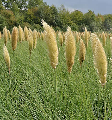 Pampasgras Pumila - XXXL Topf - Cortaderia selloana - lebende Gartenpflanze aus den Baumschulen