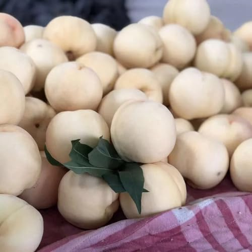 pesco pesco - per gli amanti del giardino da balcone da colonnari rari colonnari rialzata siepi, arbusti, decorazioni per 6semi