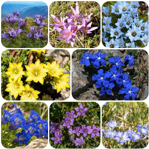 EnzianSamen, blumensamen wildblumensamen Enzian Gentiana Scabra, bio garten pflanzensamen winterharte für balkon 150pcs