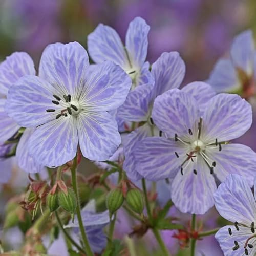 storchschnabel blumendeko gartenkräuter blumenwiesensaat schnittblumen kräutersamen blumensamen kaufen frühlingsblumen schmetterlingsflieder sommerblumen küchenkräuter frühblüher 900samen