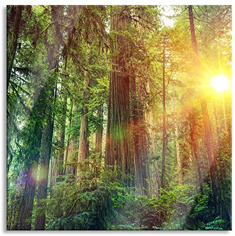 Pixxprint Glasbild, Wandbild auf Echtglas, Wald bei Sonnenlicht, 80x80 cm, inkl. Aufhängung und Abstandshalter