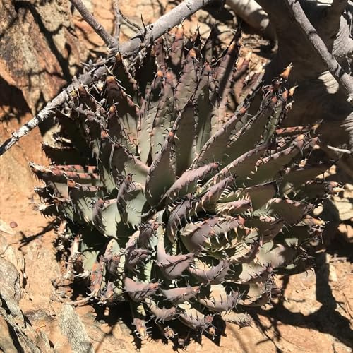 Aloe Vera, winterharte für garten sukkulenten stauden winterhart mehrjährig zimmerpflanzen balkonpflanzen kräutergarten kübelpflanzen 60Samen