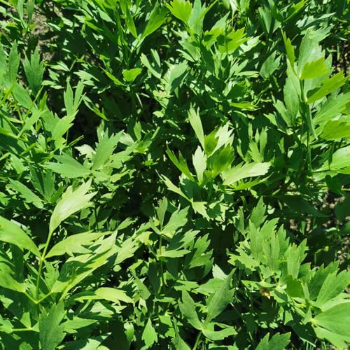 Comprar semillas de apio de balcón, jardín de interior semilas de apio orgánicas, interior de jardín, 60pcs