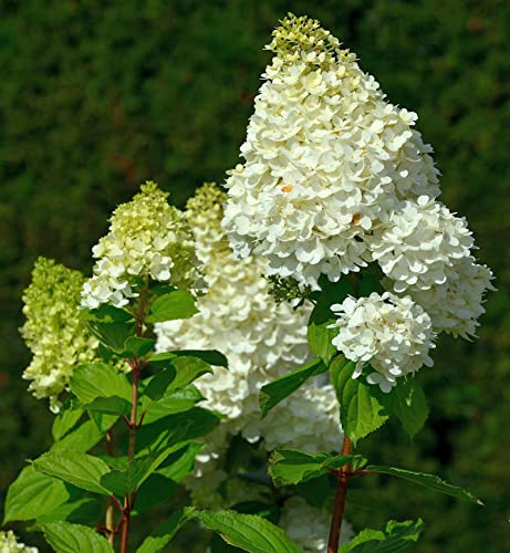 Hochstamm Rispenhortensie Hercules 80-100cm - Hydrangea paniculata - lebende Gartenpflanze aus den Baumschulen