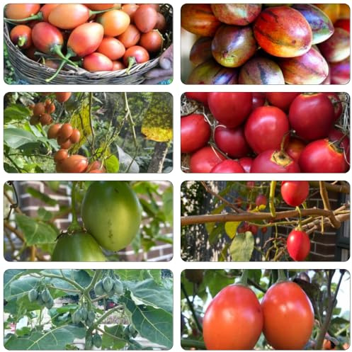Tomatenbaum pflanzensamen kräutergarten extrem winterharte kübelpflanzen säulenobstbäume biosaatgut hochbeet balkon dekopflanzen kräutersamen säulenobst balkonpflanzen winterhart 35samen