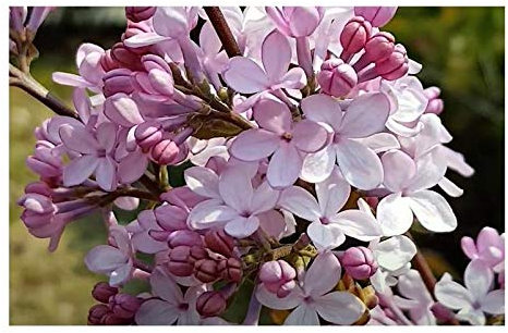 Stk - 30x Syringa oblata Flieder Strauch Garten Pflanzen - Samen B331 - Seeds & Plants Shop by Ipsa