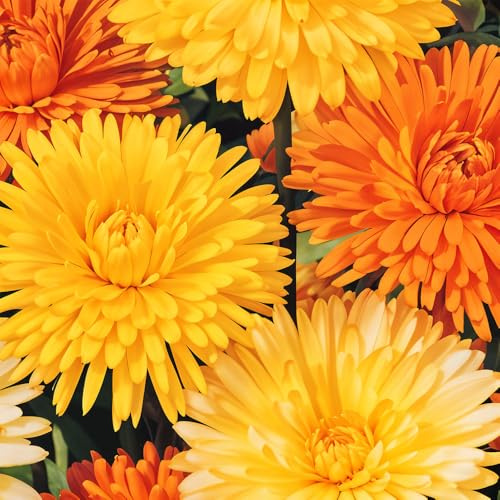 Calendula Art Shades Seeds – Vibrant Multicolour Blooms – Hardy Annual – Easy to Grow – Suitable for Beddings, Borders & Containers