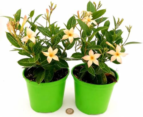 POWERS TO FLOWERS - DIPLADENIA GIALLA-ARANCIO, 2 PIANTE,VASO 13cm, pianta vera